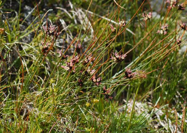 Juncus jacquinii / Giunco di Jacquin